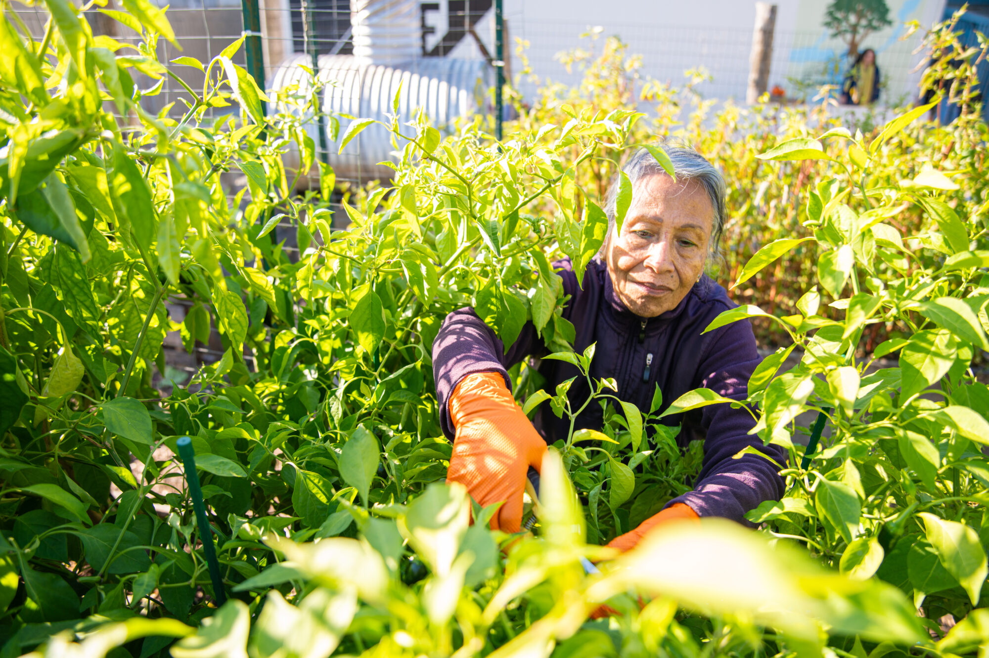 A woman tends to crops at a community garden.