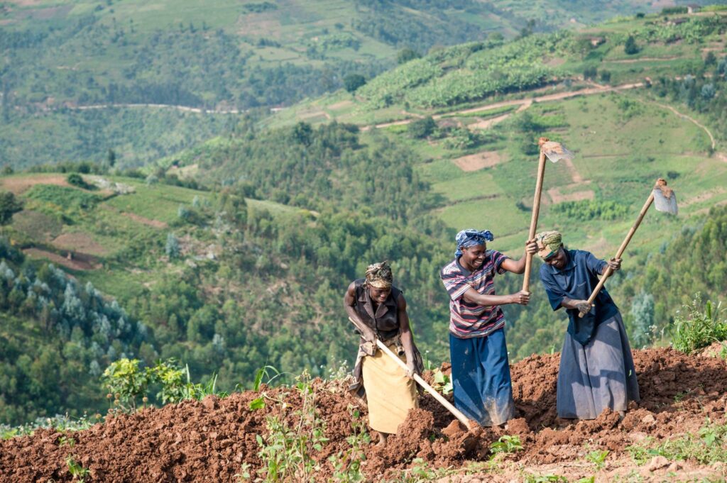 A group of farmers in the African countryside working a field.