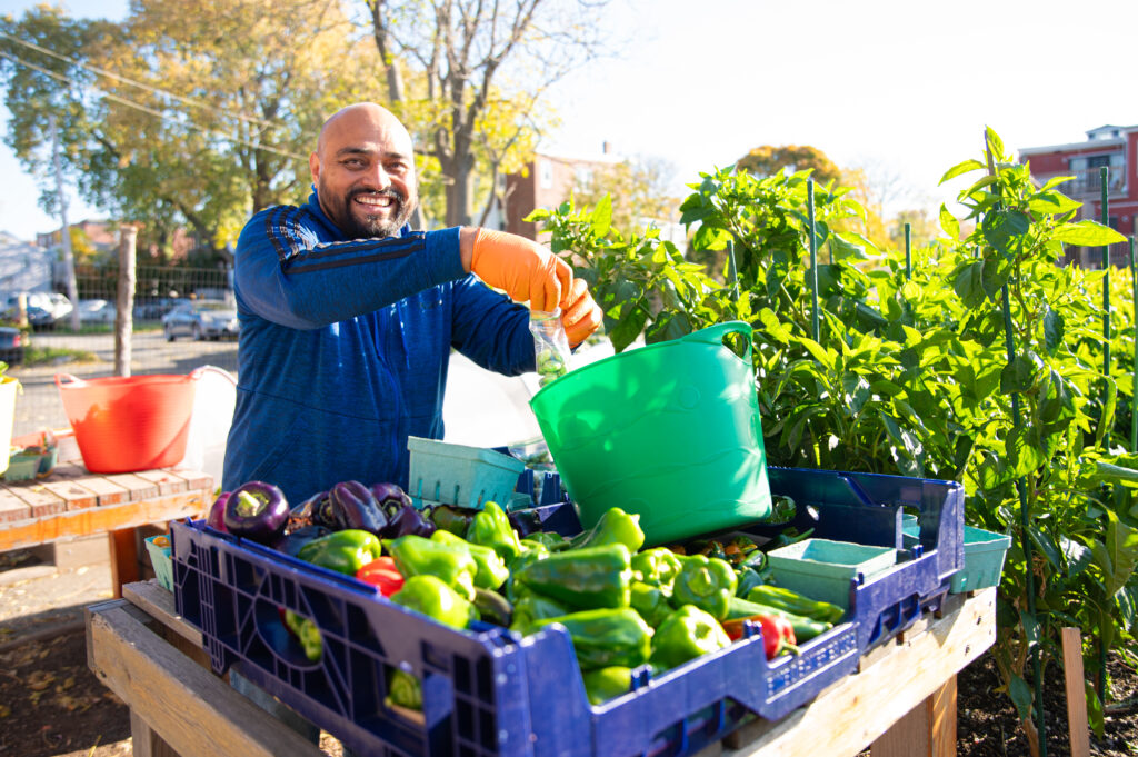 A volunteer packs freshly grown vegetables.