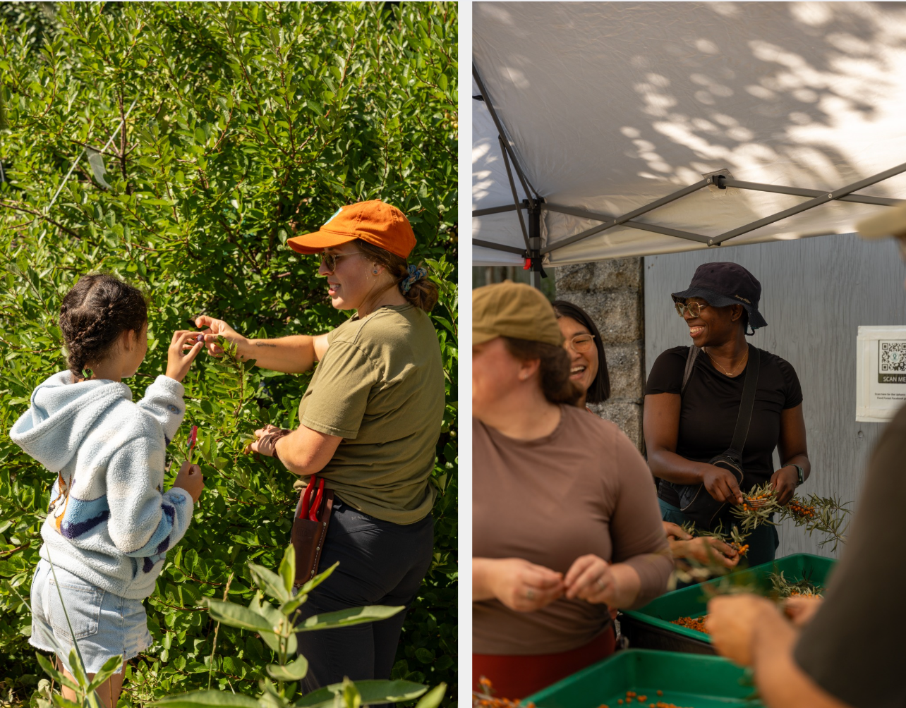 Women actively harvest beach plums and process seaberries at an edible public park in Boston