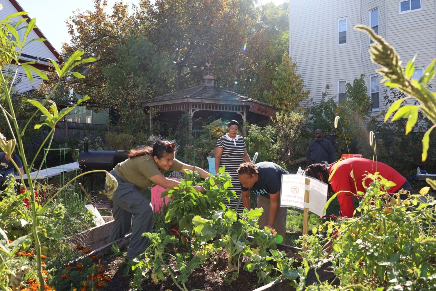 On a bright sunny day, people are gardening in a urban garden setting